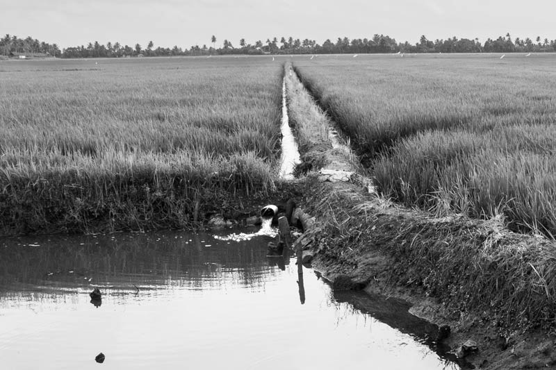 Traditional science for irrigation in India - Irrigation in progress in a padsekharam (paddy fields reclaimed from Vembanad Lake) using the lake water in Kuttanad, Kerala